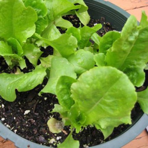 Grow Your Own Gourmet Salad Greens